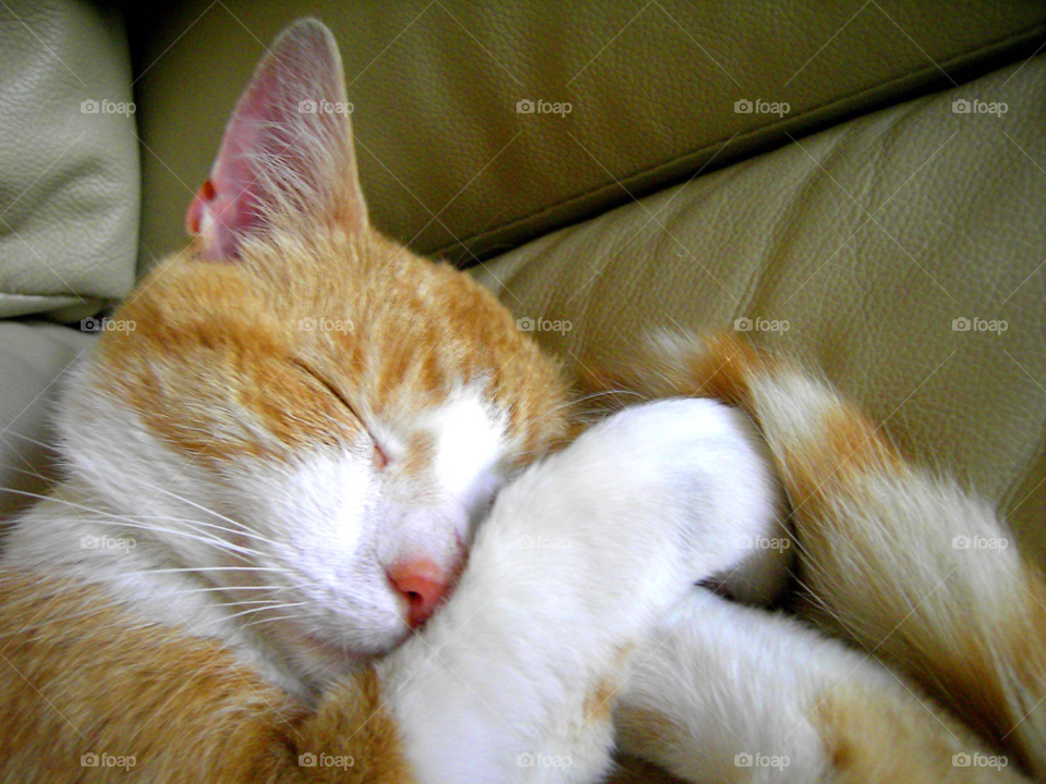 face sweet cat sleeping by joannieofarc