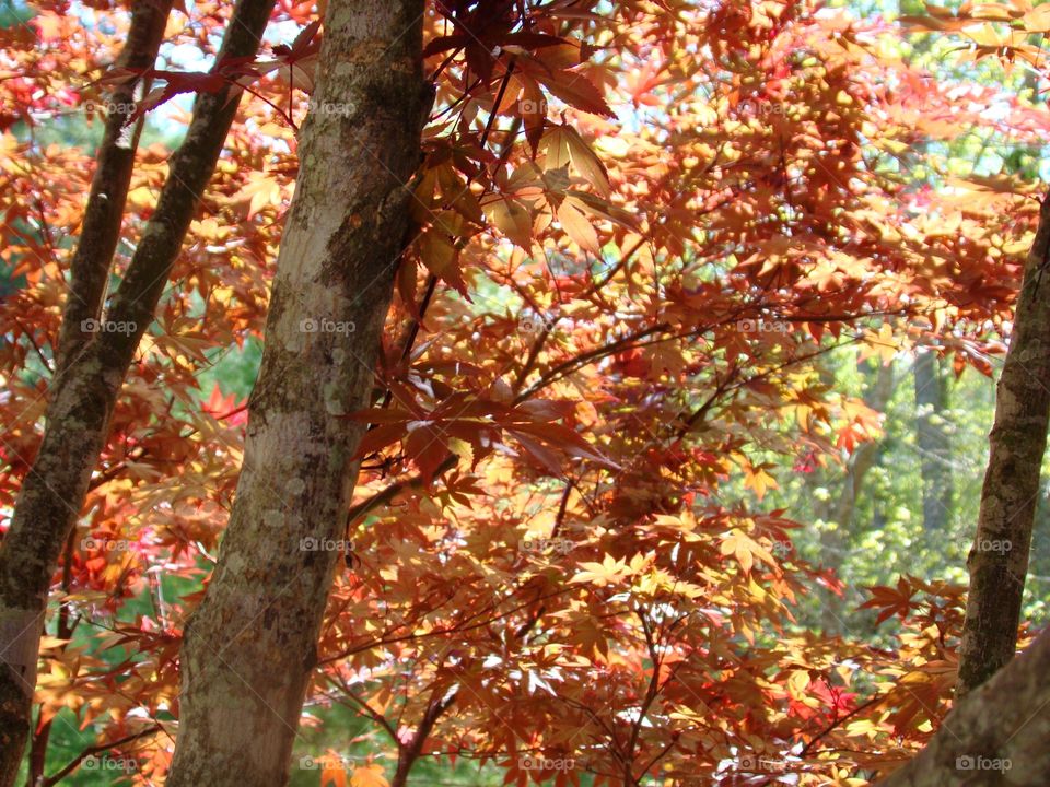 Japanese Maple