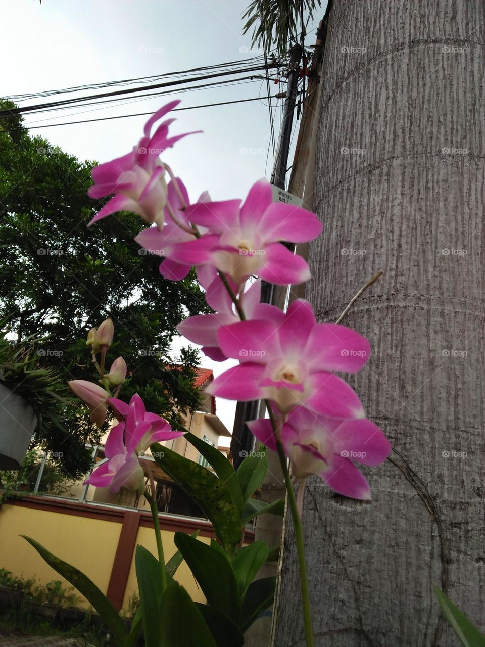 Orchid
