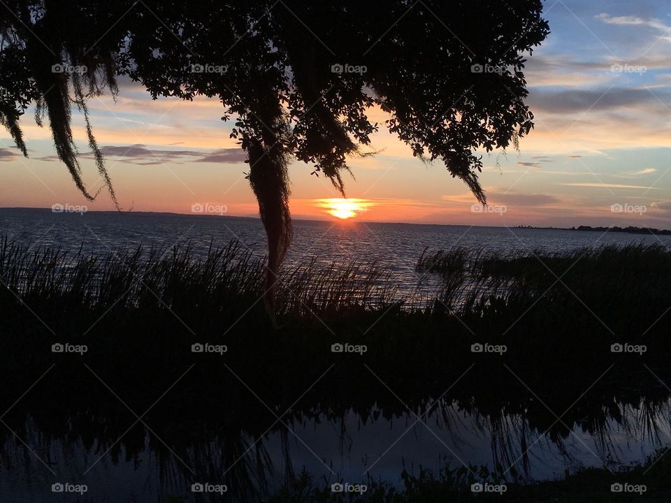 Beautiful sunset with the sun through the moss and tree