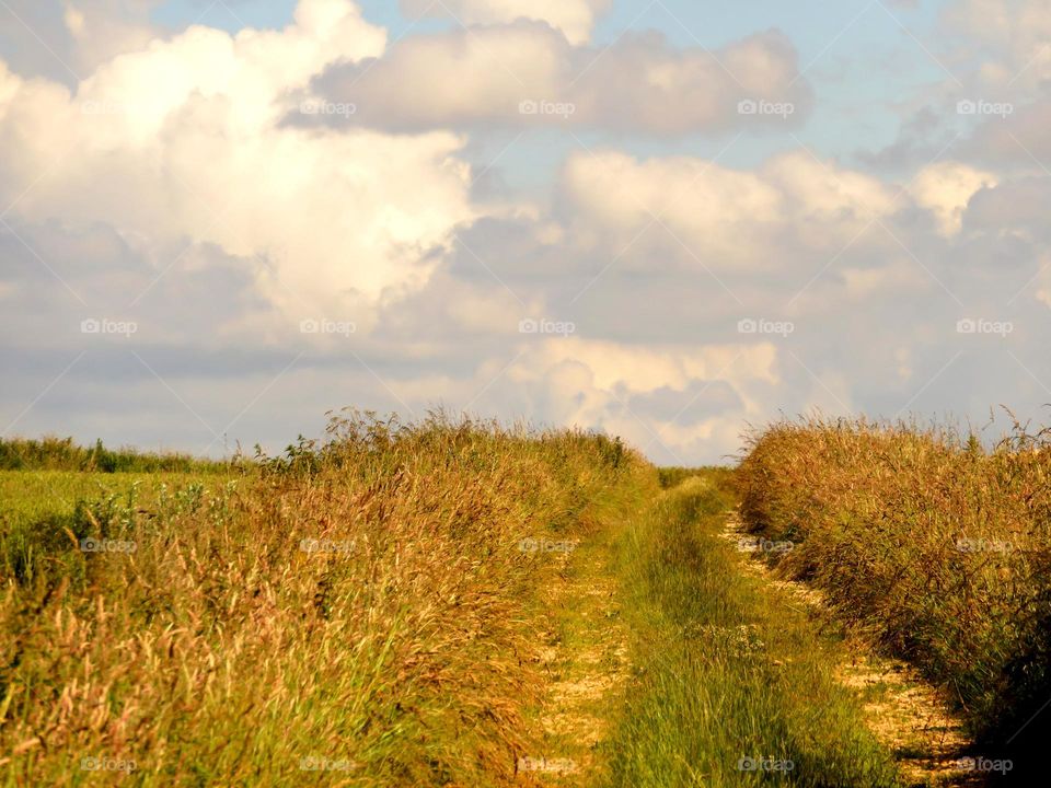 countryside