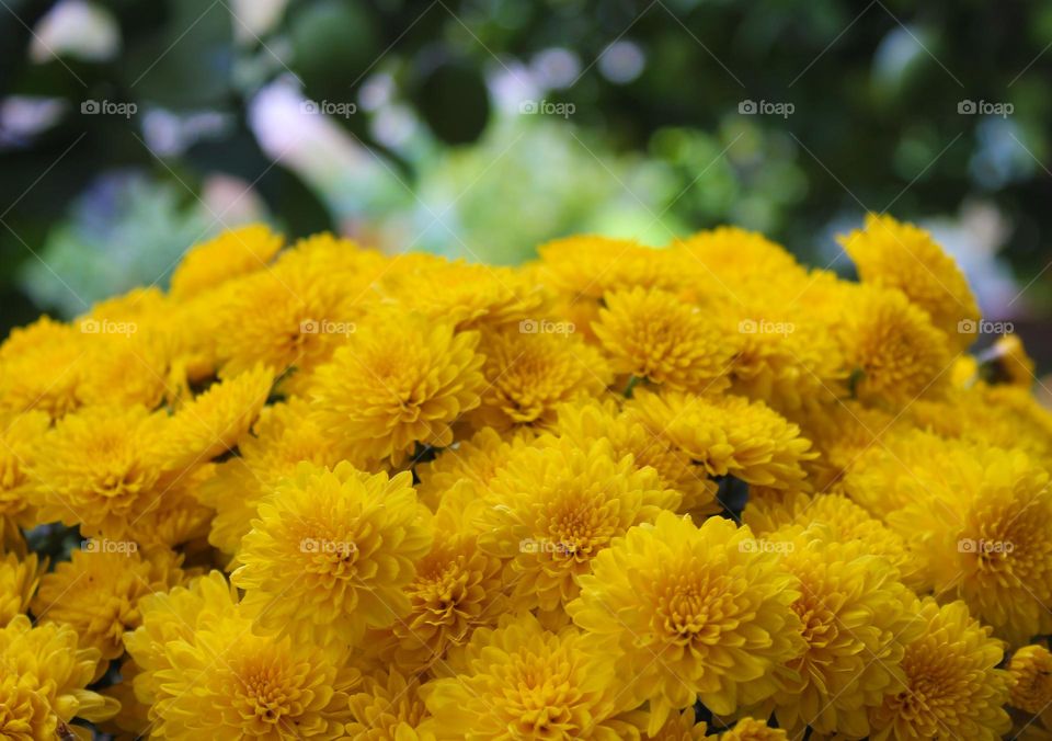 Close up of a beautiful yellow Chrysanthemums flowers.  Blurred background