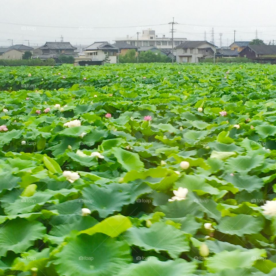 Lotus fields