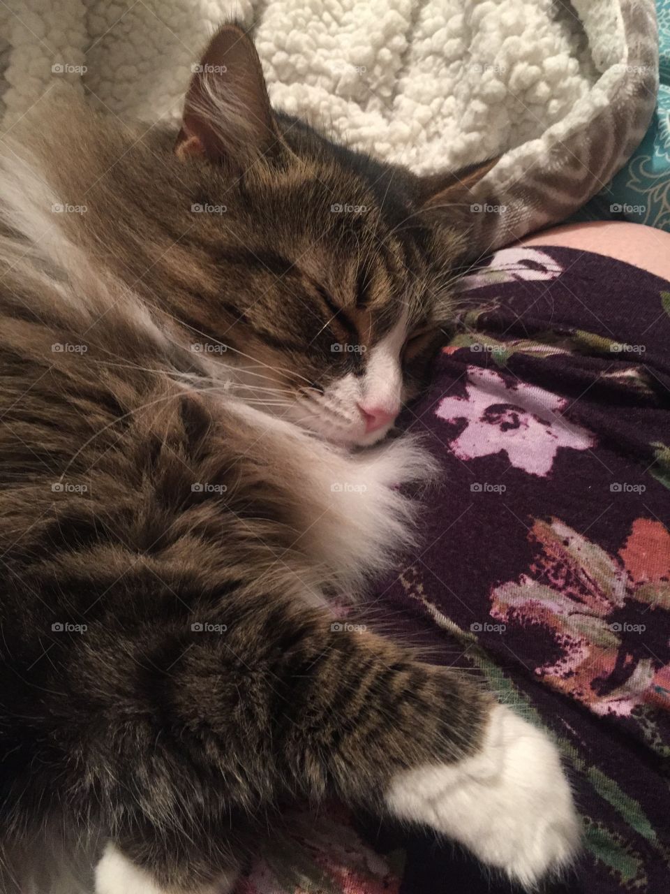 Cat sleeping on the lap of her favorite human