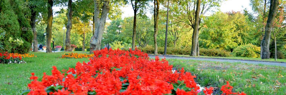 beautiful park with flowers