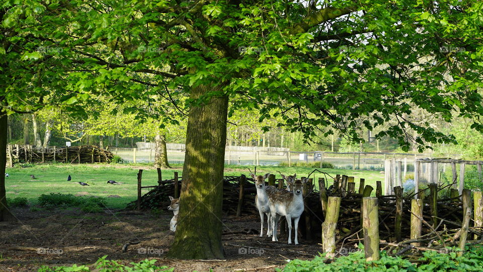 Deers in a park in Antwerp in April