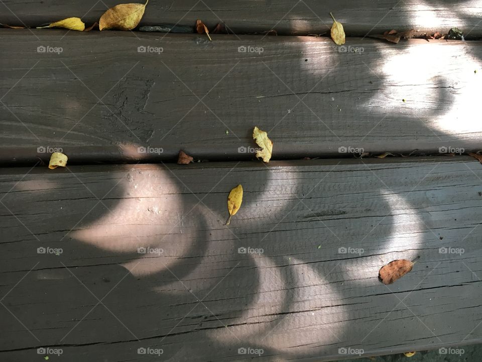 Crescent moon shadows cast by a solar eclipse through tree leaves 