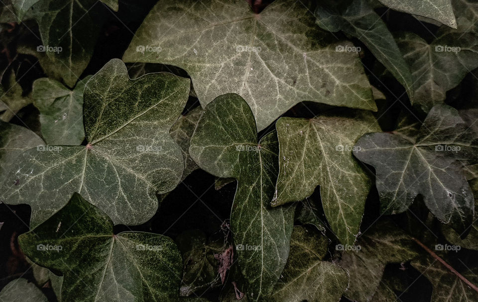 green ivy leaves close up