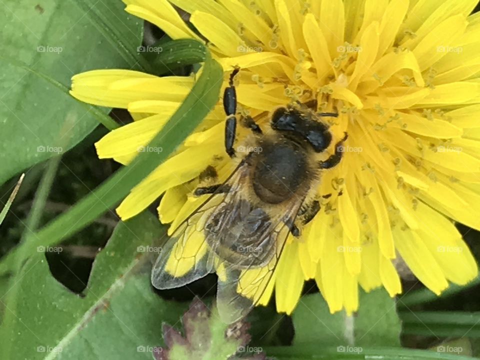 Collecting pollen