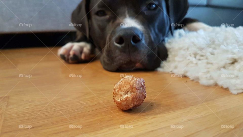 Hungry dog wants a meatball  - hungrig Amstaff hund vill ha köttbulle 
