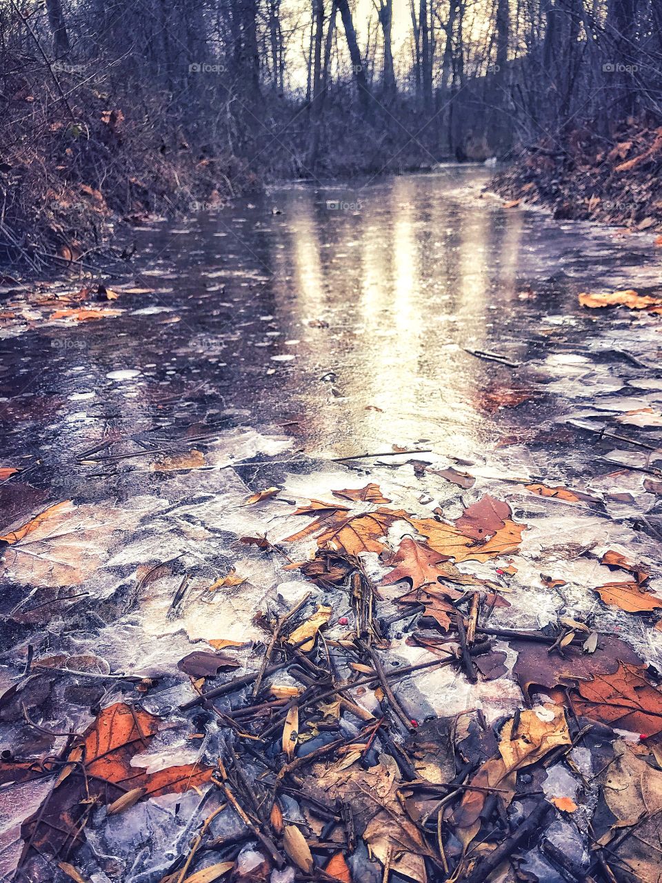 Frozen pond in the woods I like to go to on my breaks at work...