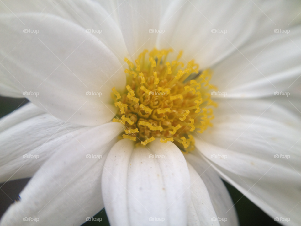 yellow nature flower macro by kandovit