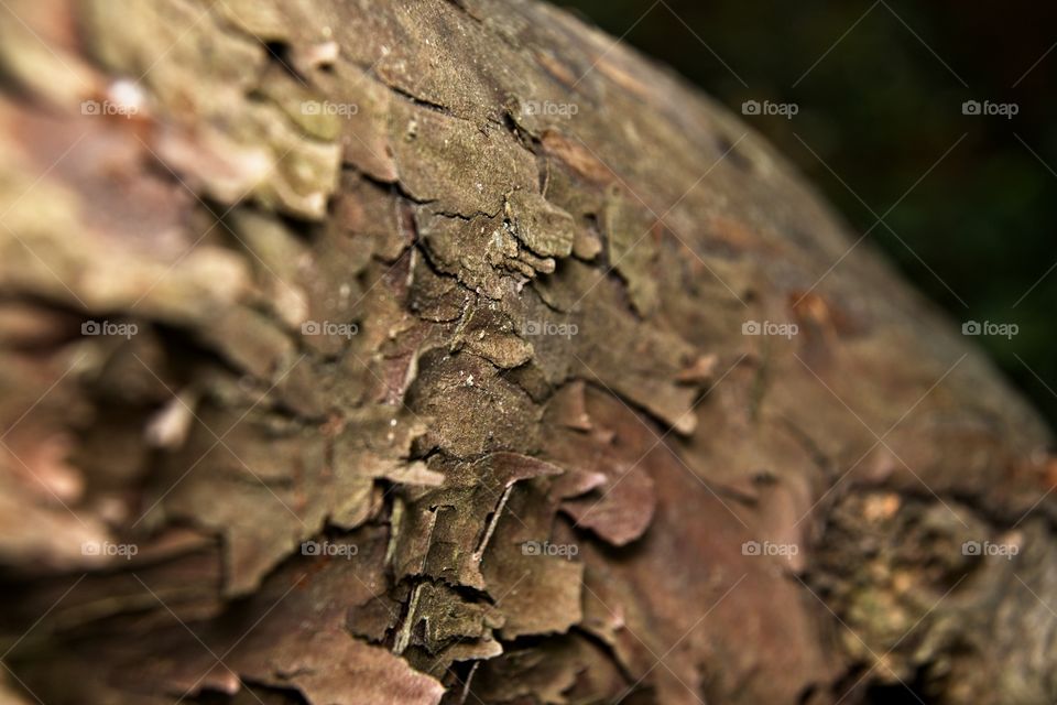 Tree bark