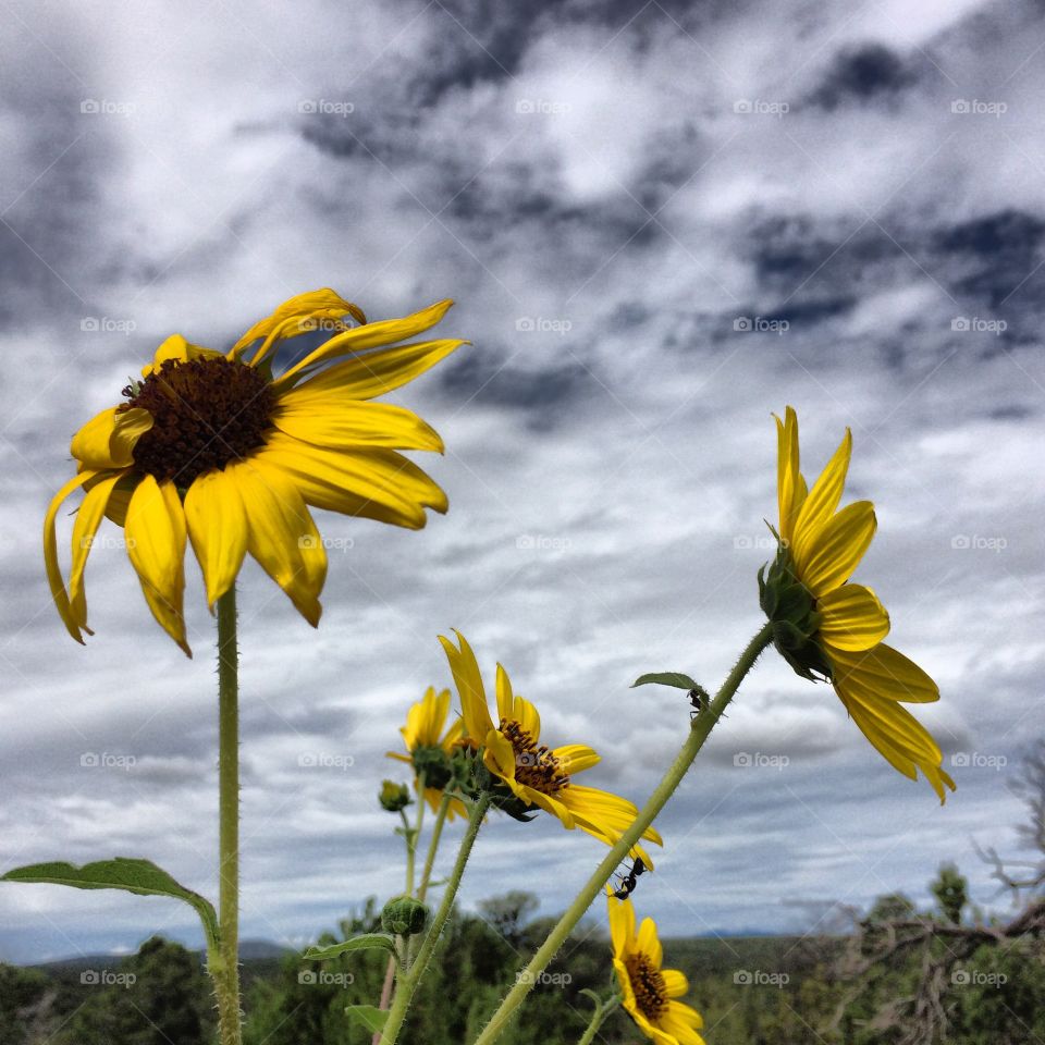Grand Canyon sunflower sutra 