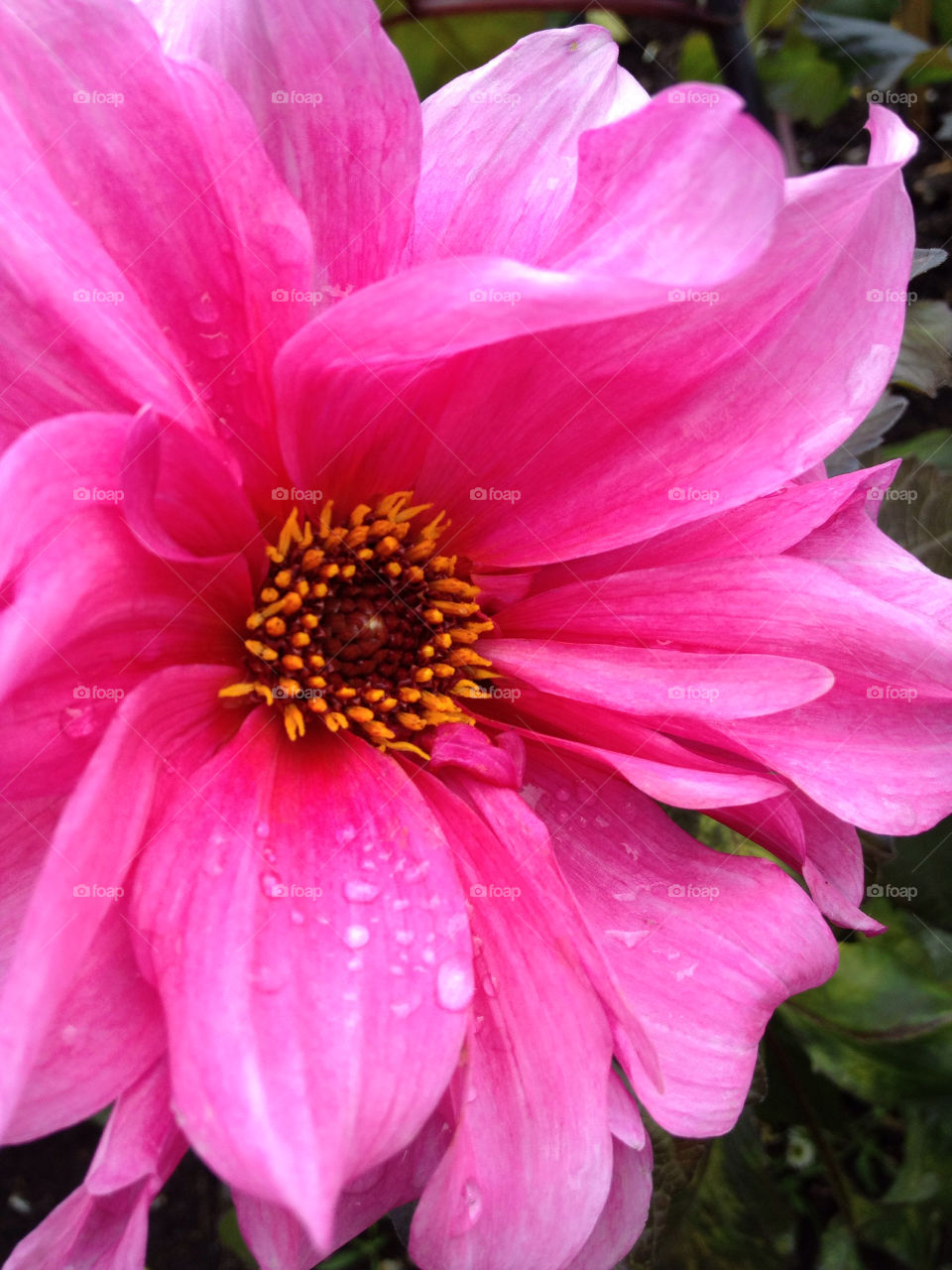 sweden pink flower göteborg by desireee