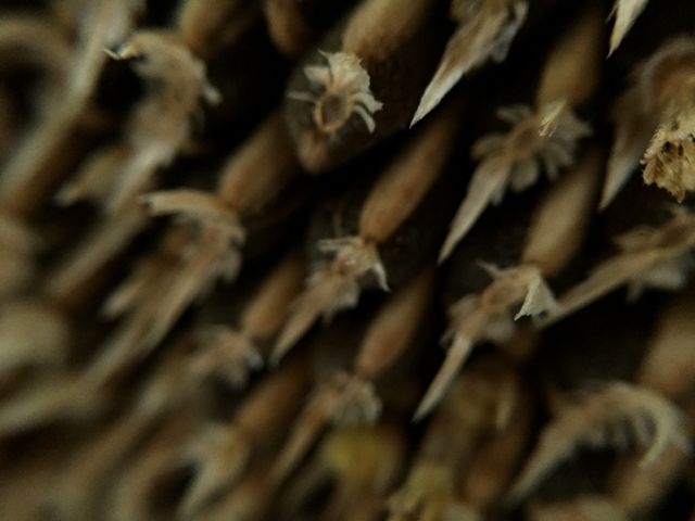 My hobby photography nature