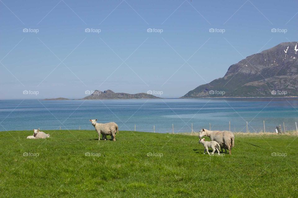 Norwegian lamb and sheep. Sheep and lambs in a Norwegian landscape.