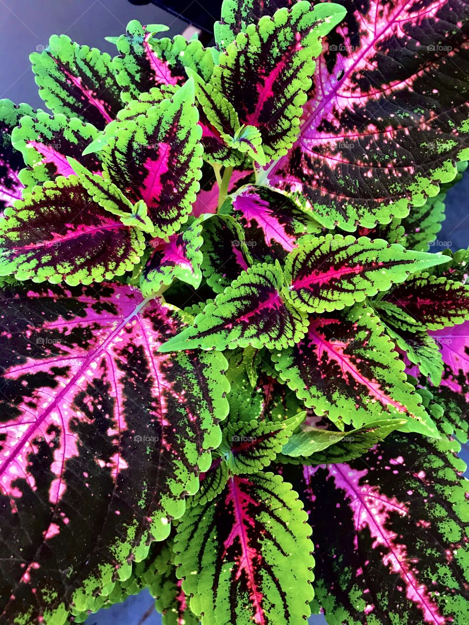 Coleus plant