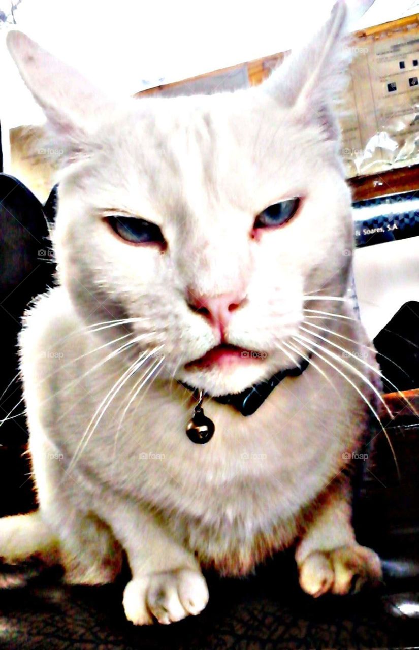 Eyes white cat