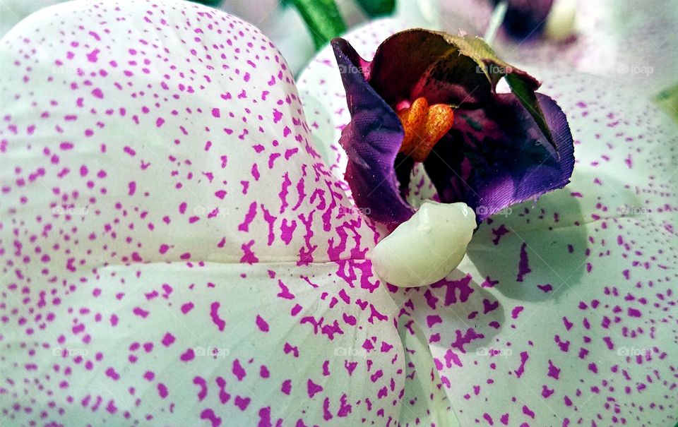 Multi Colored  Orchid
