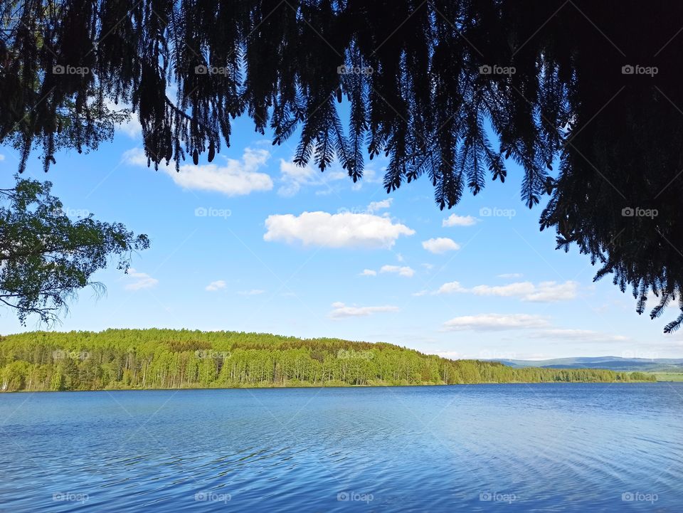 lake view under branches