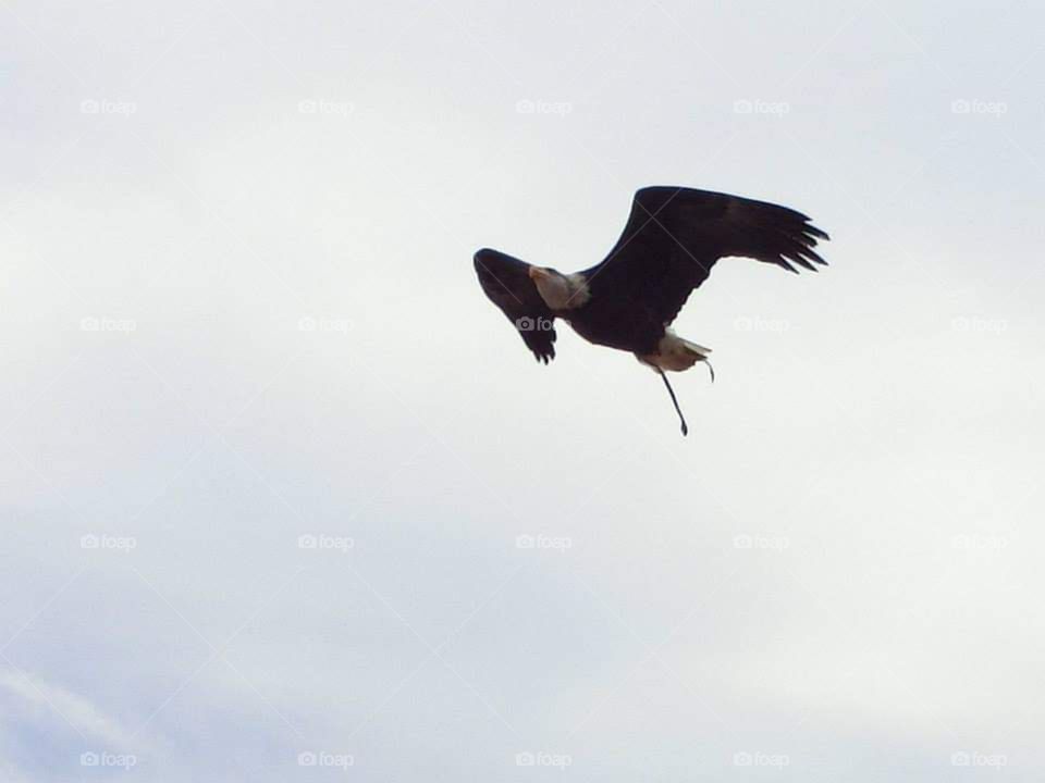 Vulture, fly, sky, wings