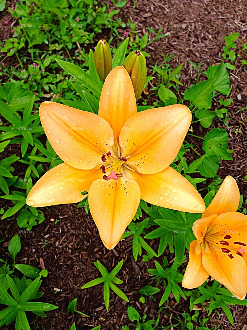 Yellow Spring Lilly