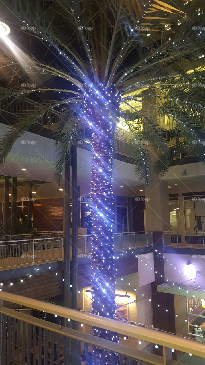 brightly lit palm tree :)