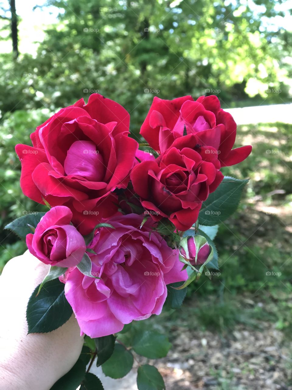 Fresh cut roses from the family garden