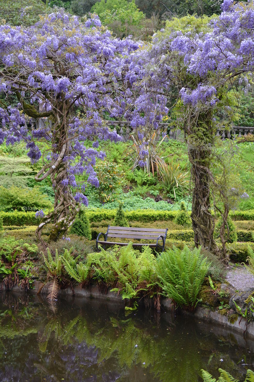 Wisteria Dreams