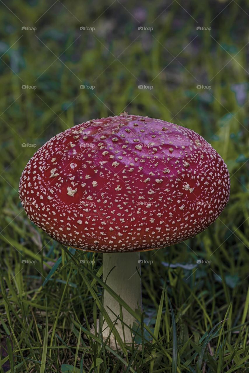 fly agaric mushroom in the autumn forest