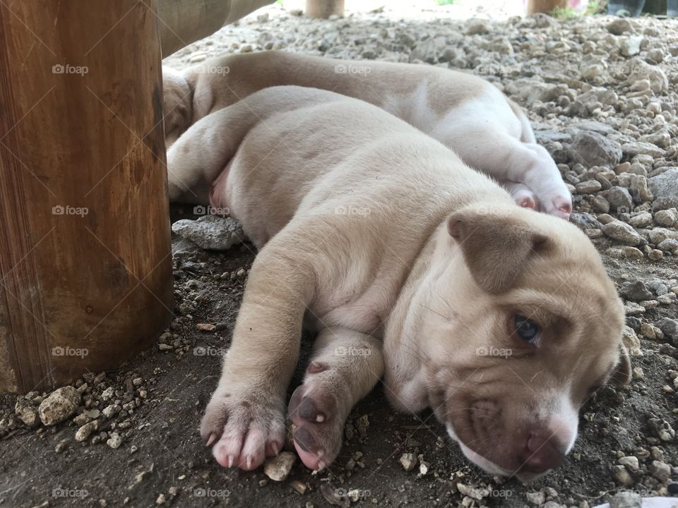 3 week old Philippine puppies