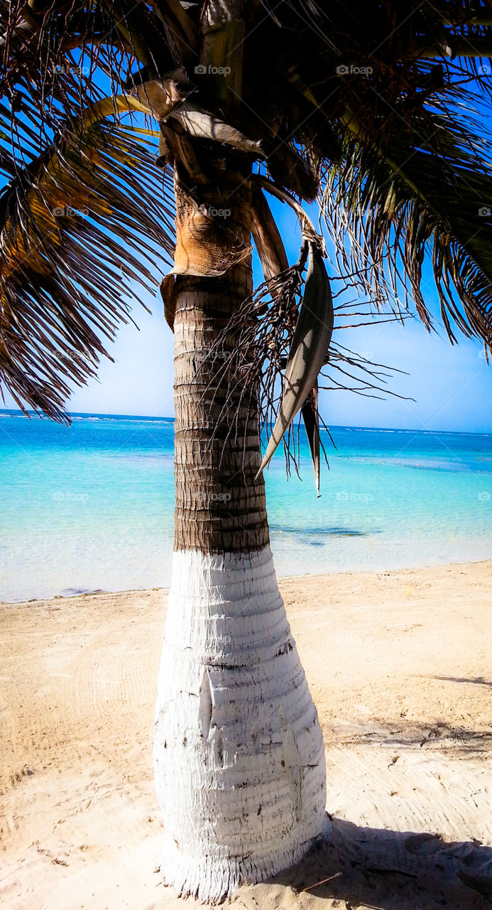 painted palm on the beach