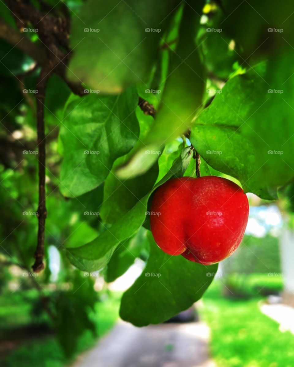 🇺🇸 Hum… grandpa Lili's delicious acerolas were too much! Eat fruits, health thanks you. / 🇧🇷 Hum… as deliciosas acerolas do vovô Lili estavam demais!
Coma frutas, a saúde agradece.