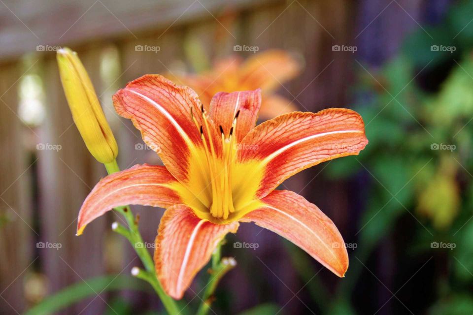 Close up of orange lily