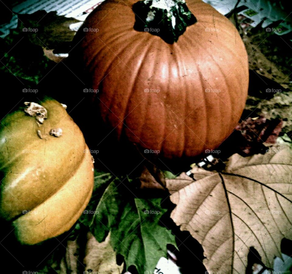 happy fall. fall colors