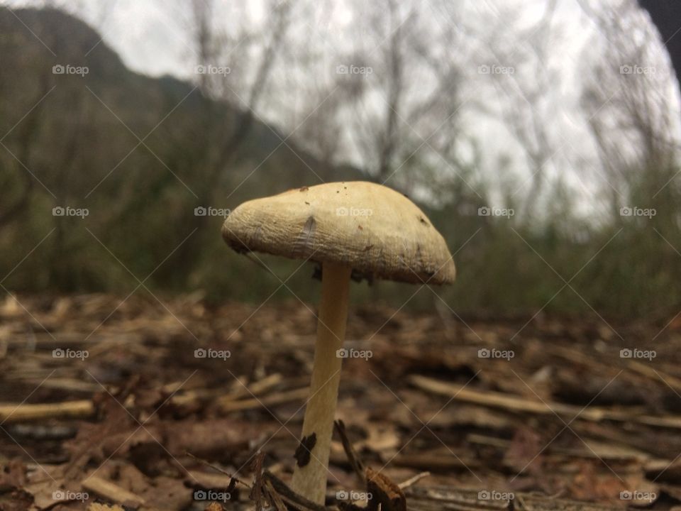 Lonely shroom 
