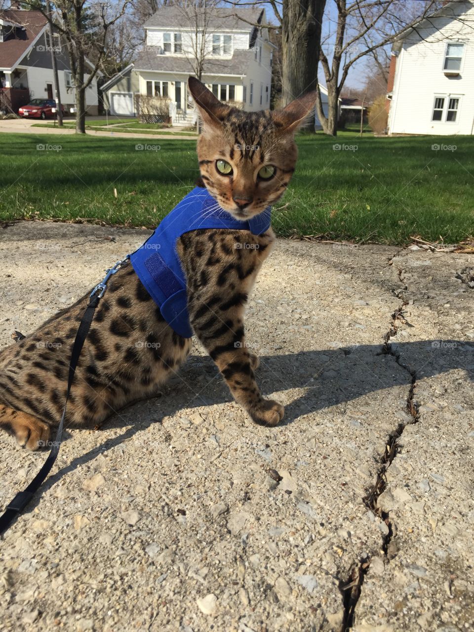 What? Cats can go for walks too