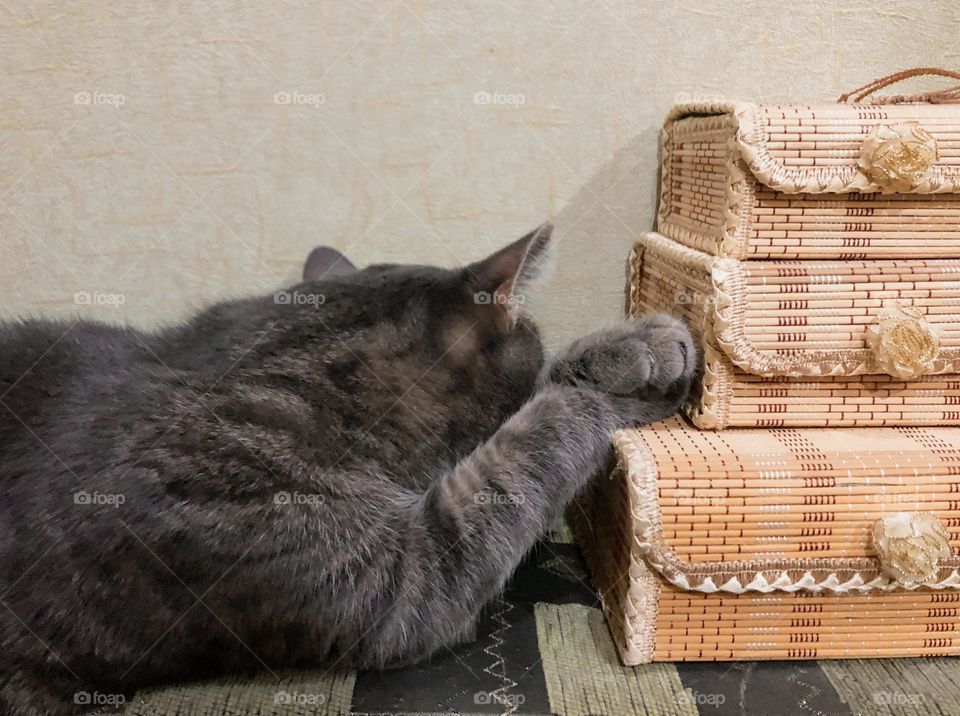 Cat is sleeping near boxes