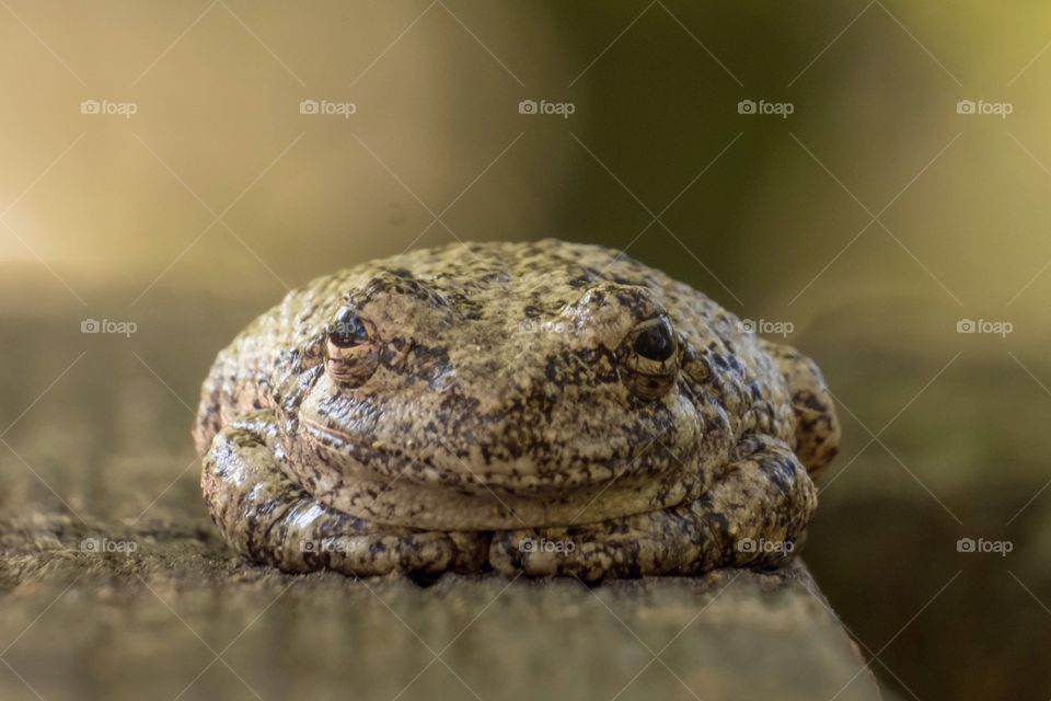 Foap, Flora and Fauna of 2019: Cope’s Gray Tree Frog looking fat and happy.  