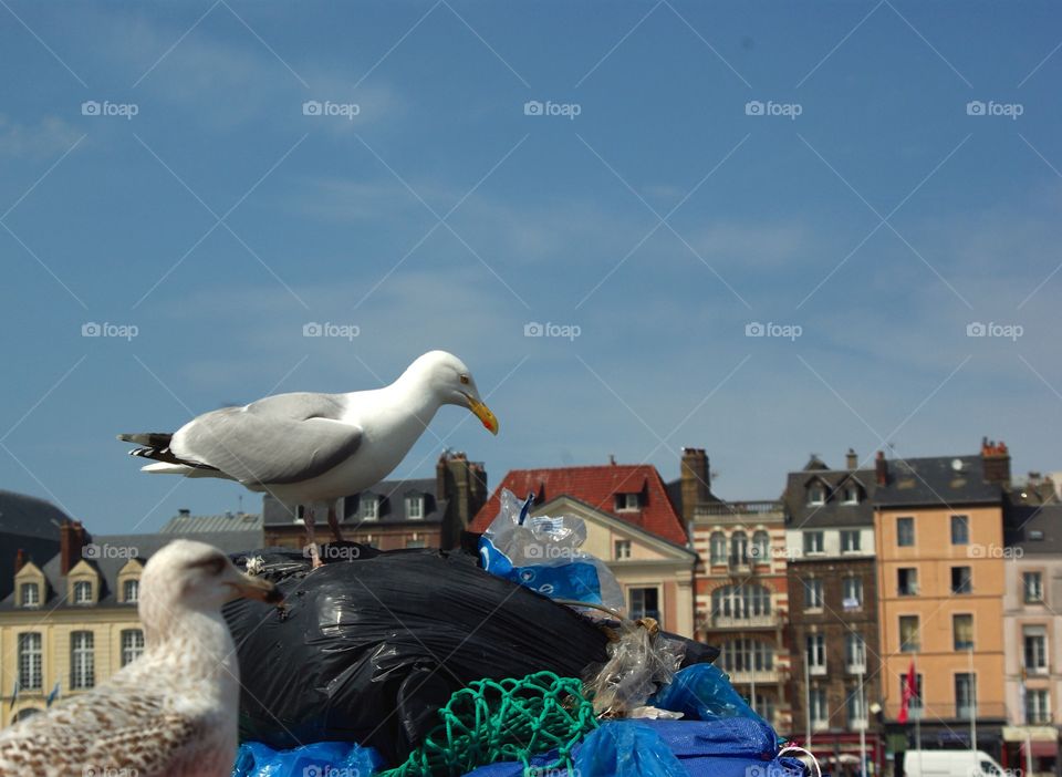 Dieppe Seagull 