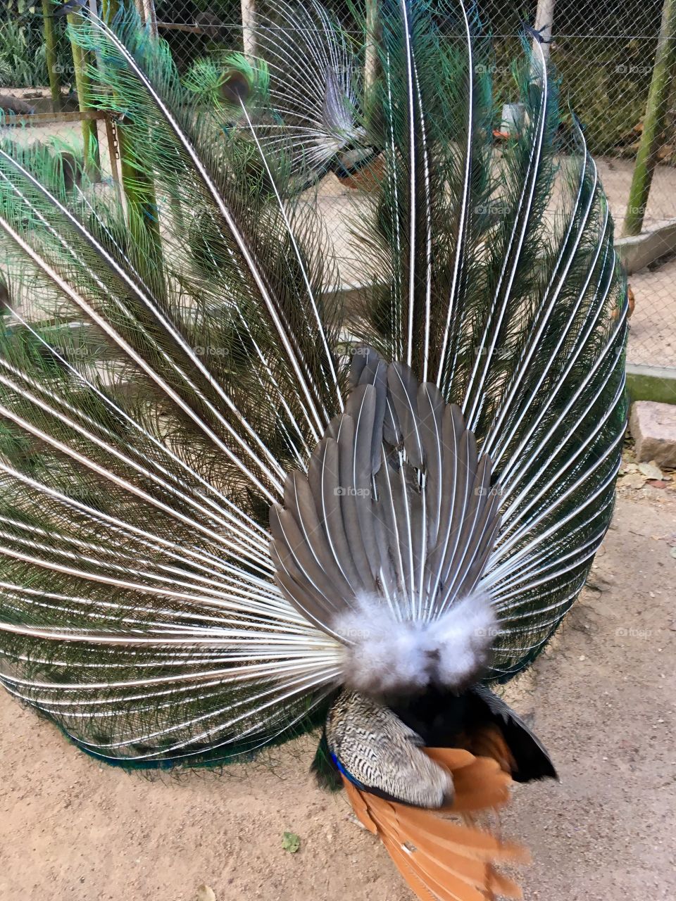 3 de 4 - o pavão está se exibindo por traz para as pessoas que o visitam (passeio na Fazenda do Chocolate, Itu/SP - Brasil)