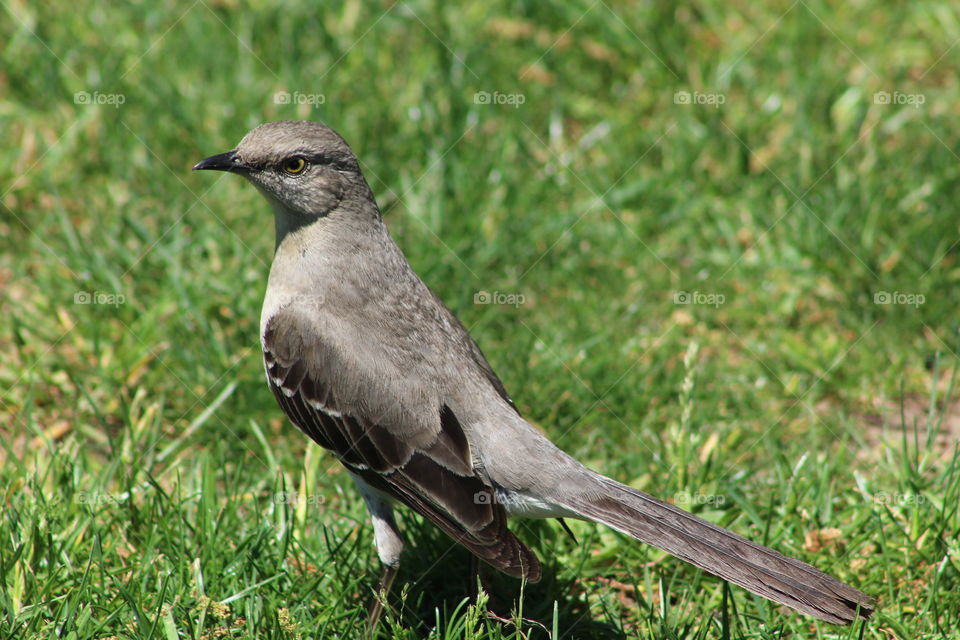 Young northern mockingbird standing on grass
