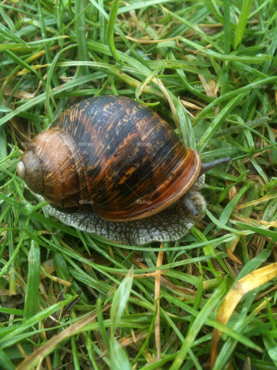 pattern grass snail slug by gregmanchester