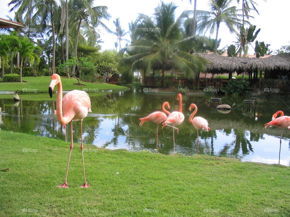 Pink Flamingos by a garden pond