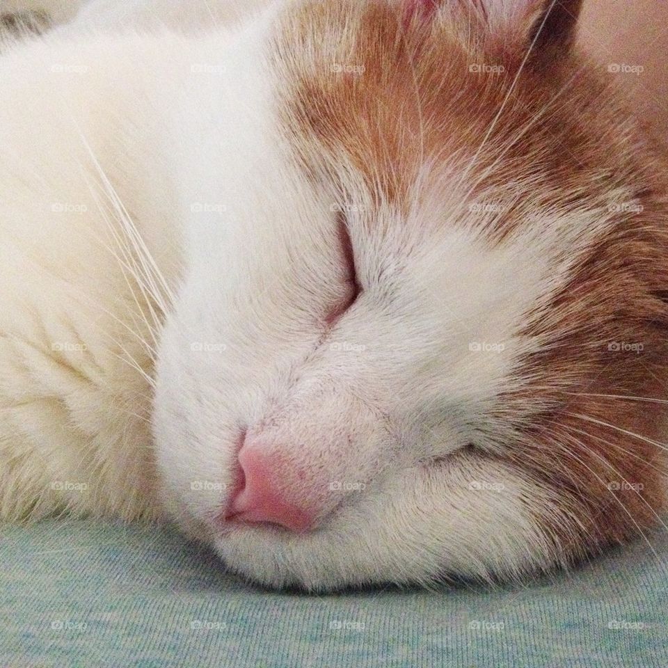 Sleeping cat face
