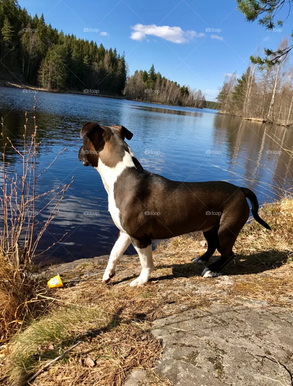 Dog