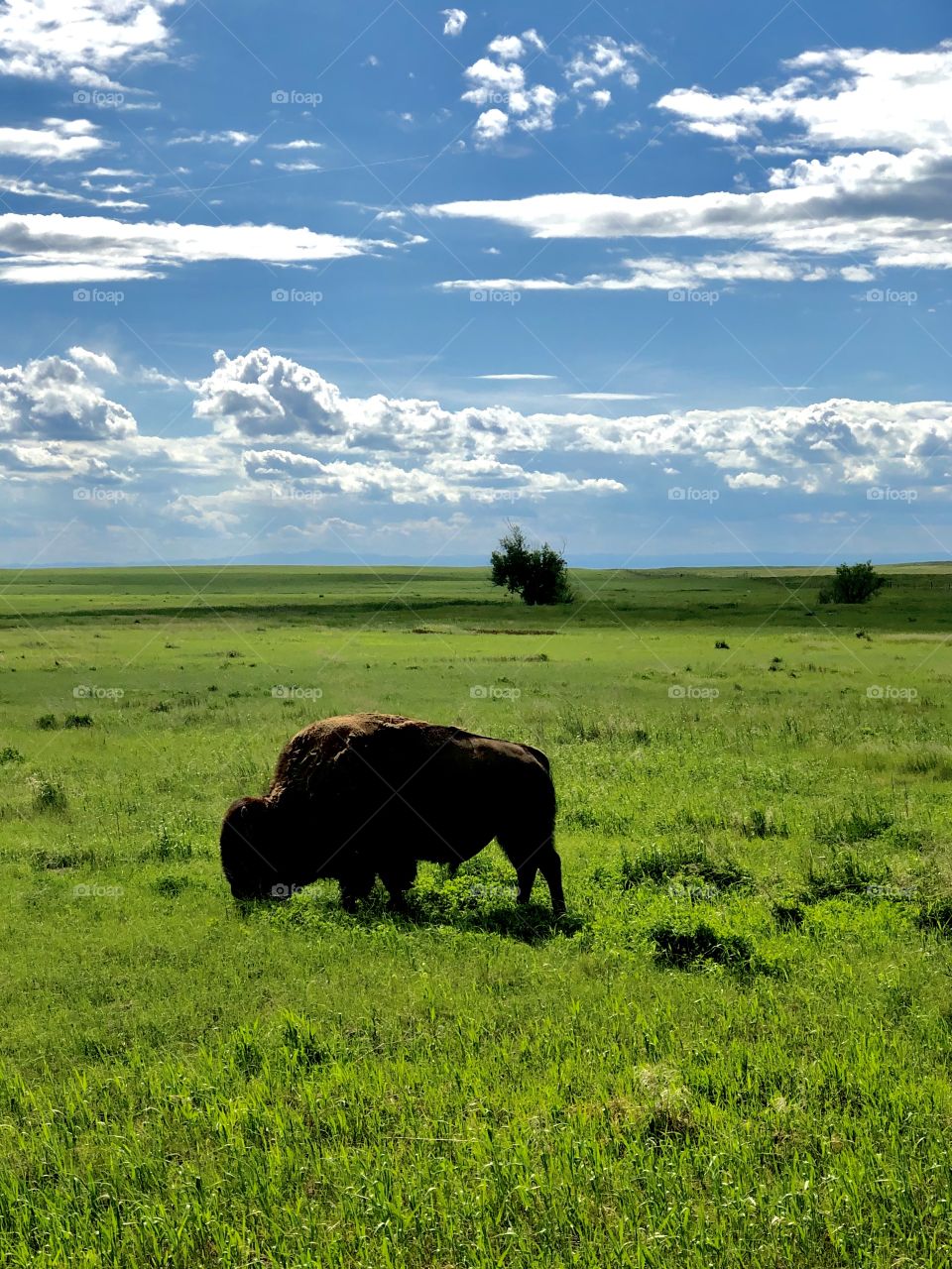 Wild buffalo in South Dakota 