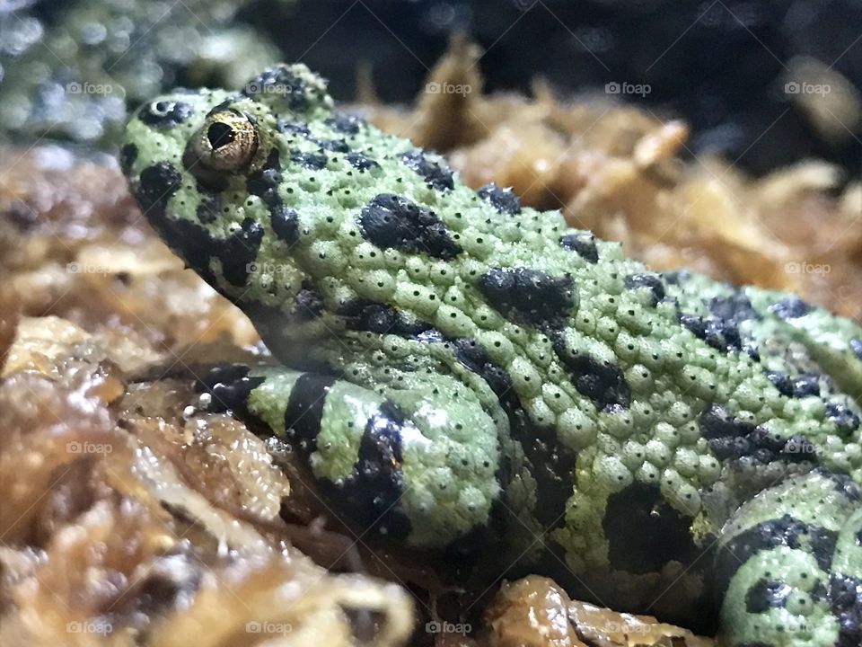 Frog 