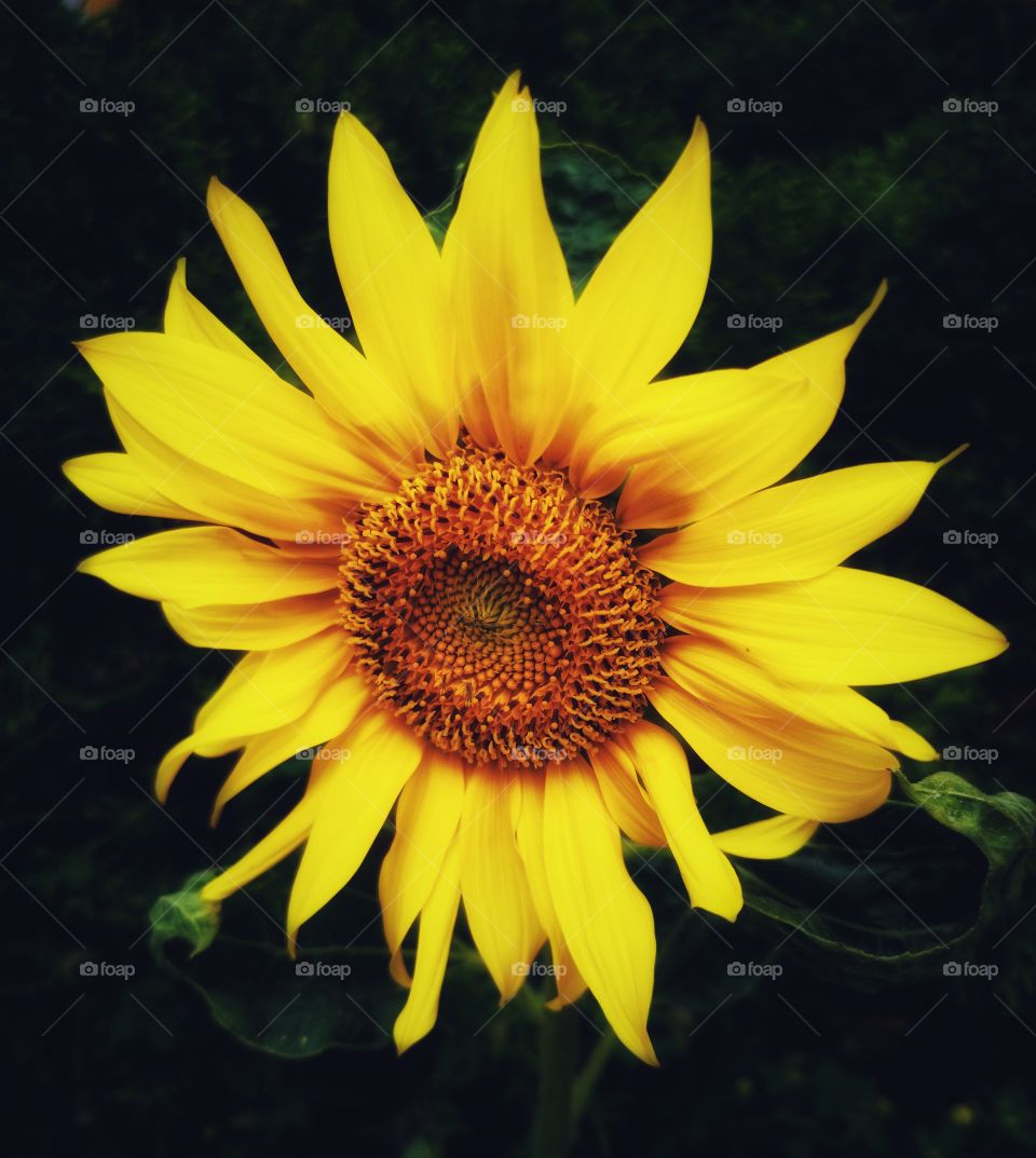 Sunflower on black background